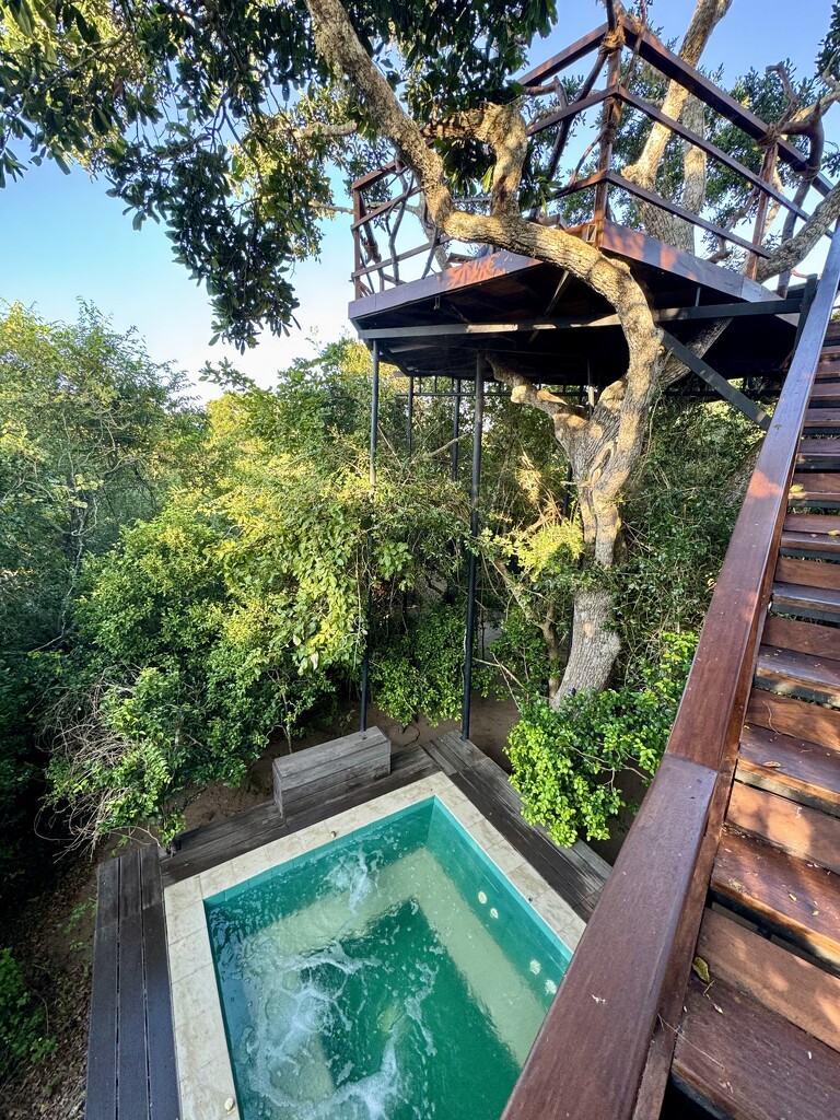 Good morning between pool and tree.  by cocobella