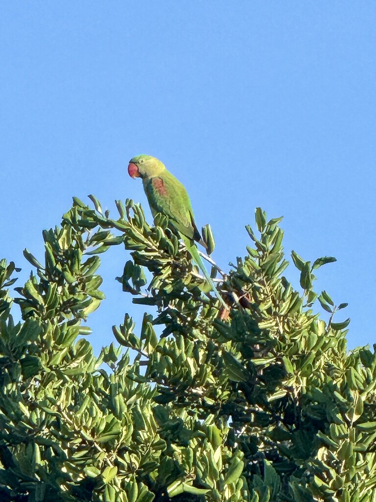 Lorikeet  by cocobella