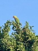 18th Mar 2025 - Lorikeet 