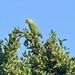 Lorikeet 