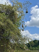 18th Mar 2025 - Bird nests. 