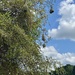 Bird nests. 