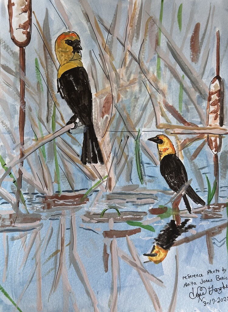 Yellow headed blackbird  by pandorasecho
