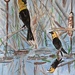 Yellow headed blackbird 