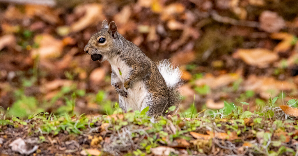 The White Tailed Squirrel! by rickster549