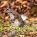 The White Tailed Squirrel!