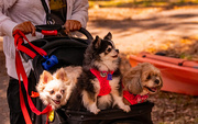 17th Mar 2025 - Taking Out the Pups for a Stroll!