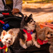 Taking Out the Pups for a Stroll!