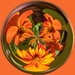 Daisy swirl