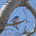 Side-Eye Glance from Western Bluebird