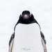 Gentoo penguin 