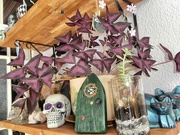 18th Mar 2025 - Oxalis......