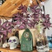 Oxalis......