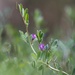 Spring vetch... by marlboromaam