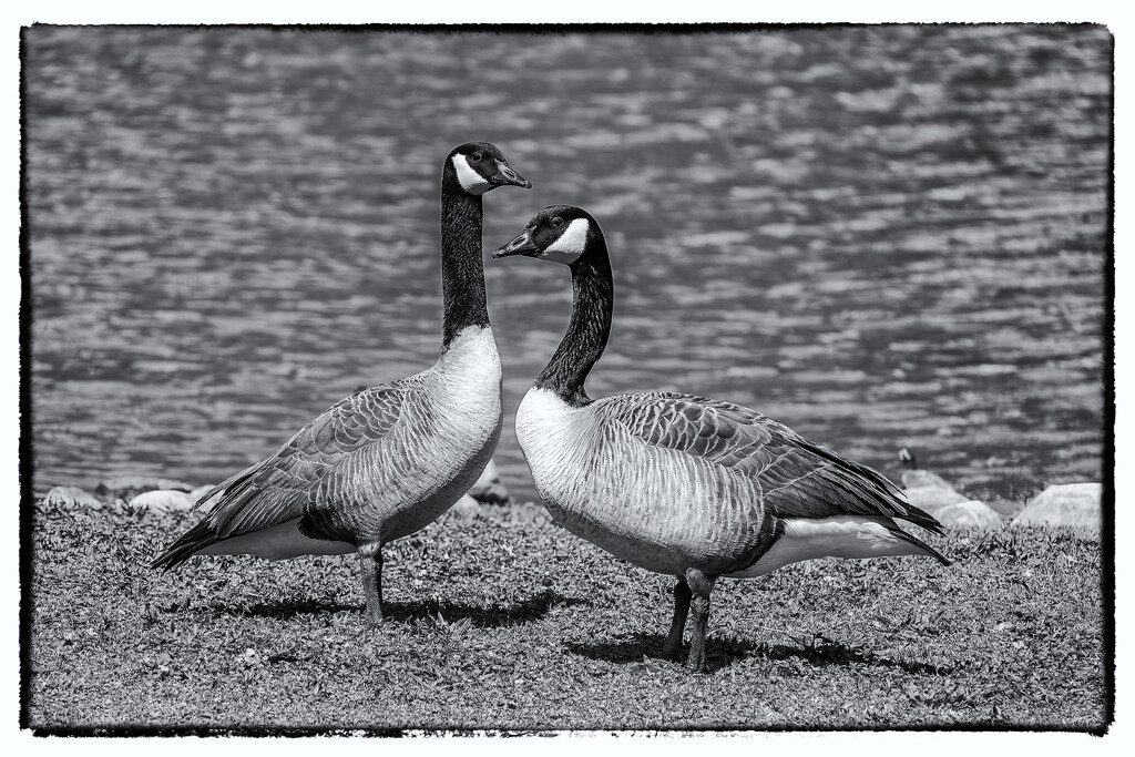 Perfect Pairing by kvphoto