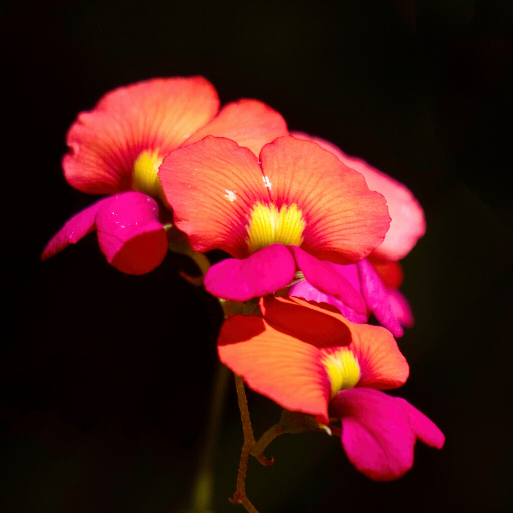 Flame Peas .....PA236347 by merrelyn
