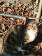 18th Mar 2025 - Neighborhood Cat