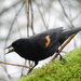Red-winged Blackbird by seattlite