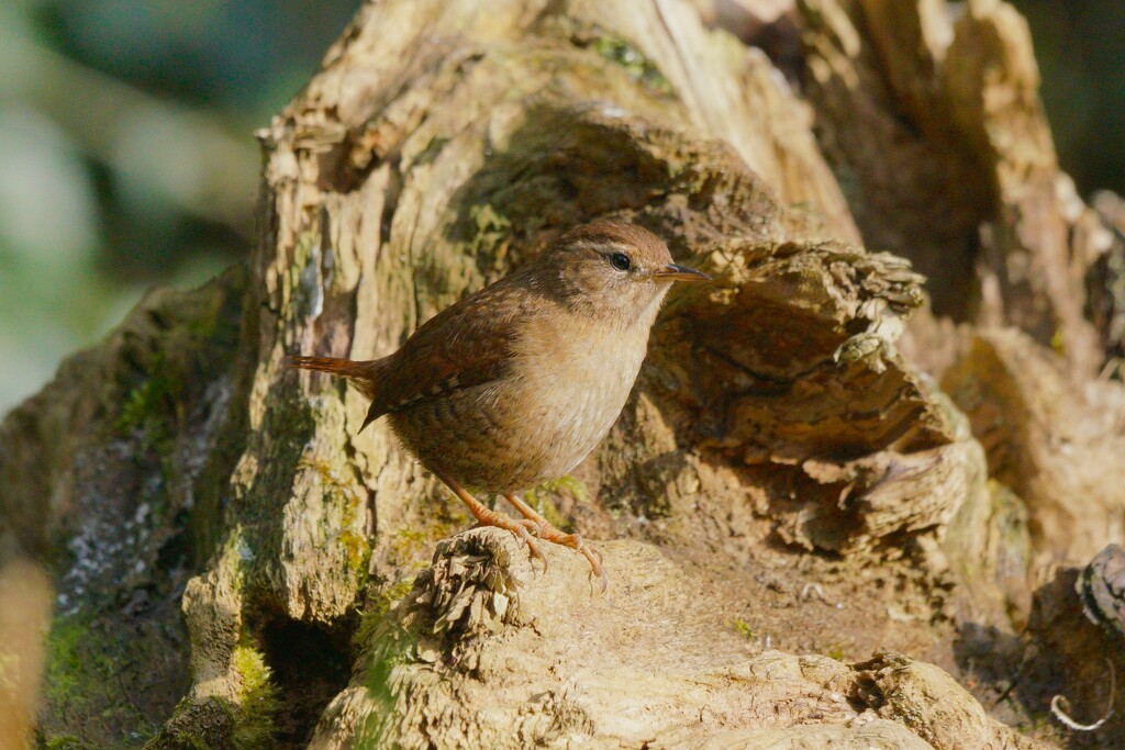 WREN by markp