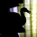 Shadows in my room_