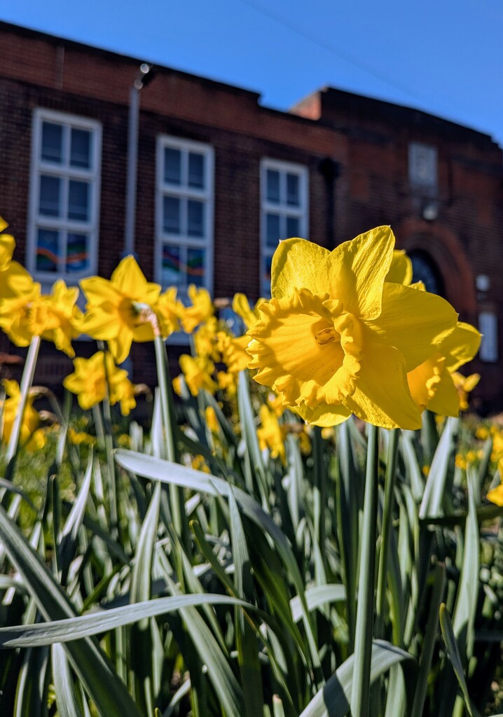 Spring charmers by boxplayer