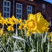 Spring charmers