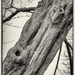 Tree by haskar
