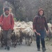 Sheeps and shepherds by laroque