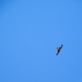 red kite