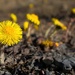 Sign of spring
