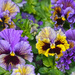 Frilly Florals