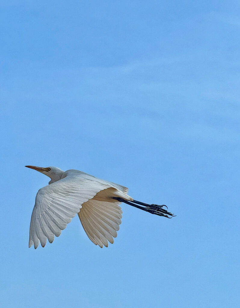 Egret.  by cocobella
