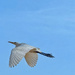 Egret. 