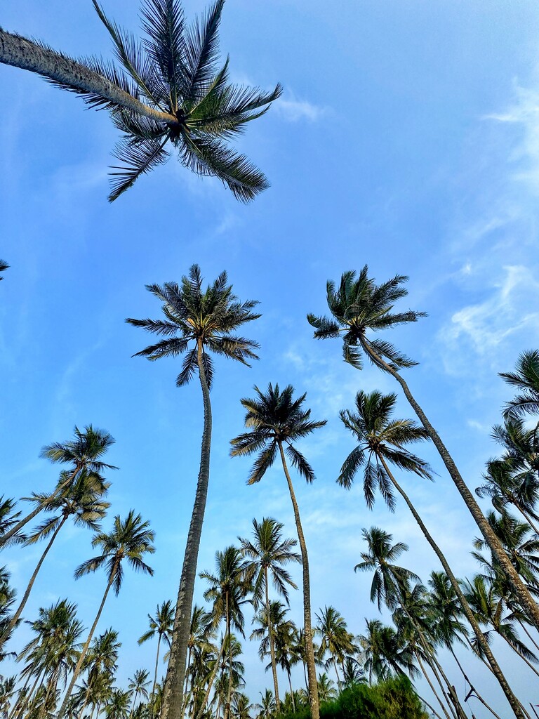 Under the palm trees.  by cocobella