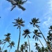 Under the palm trees. 