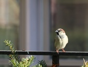 18th Mar 2025 - Sunbathing