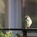 Sunbathing