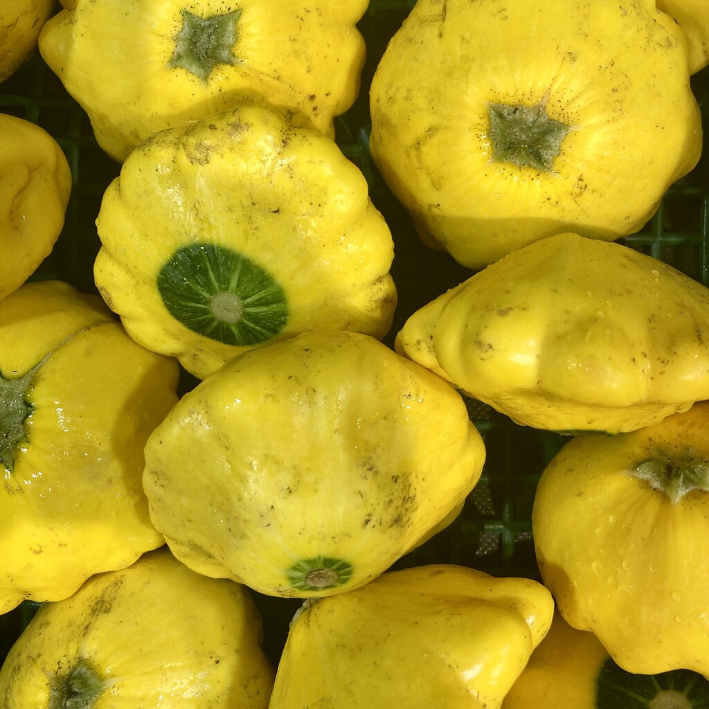 Squash by narayani