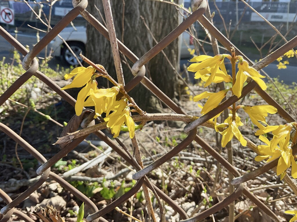 Forsythia Time by allie912