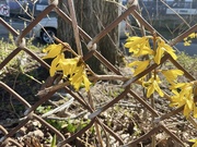 19th Mar 2025 - Forsythia Time