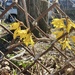 Forsythia Time