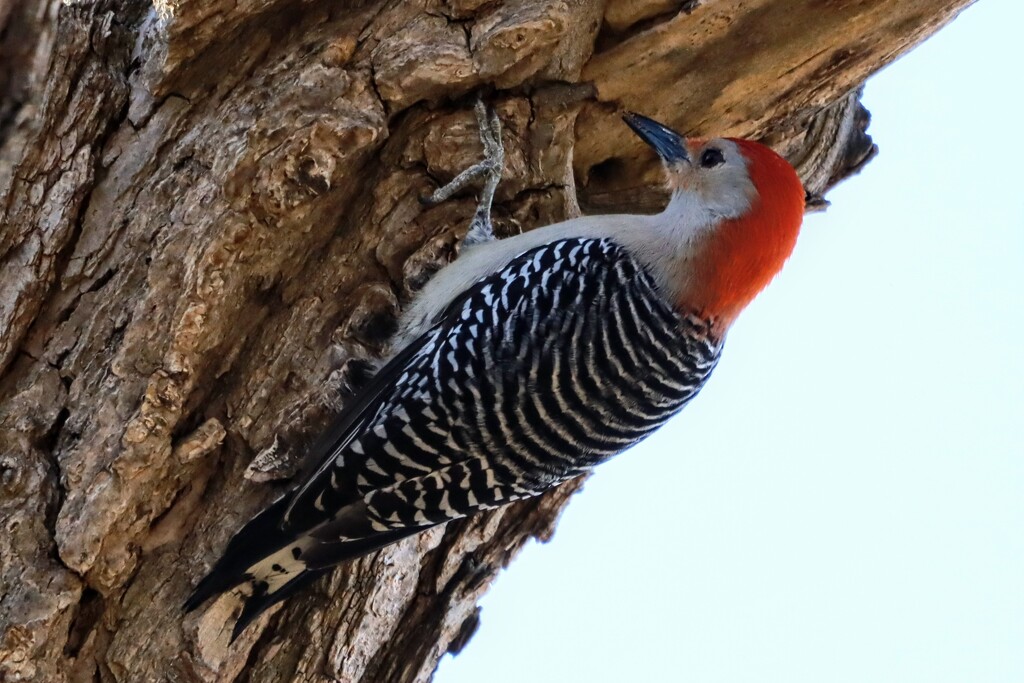 Red-Bellied Woodpecker by princessicajessica
