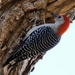 Red-Bellied Woodpecker