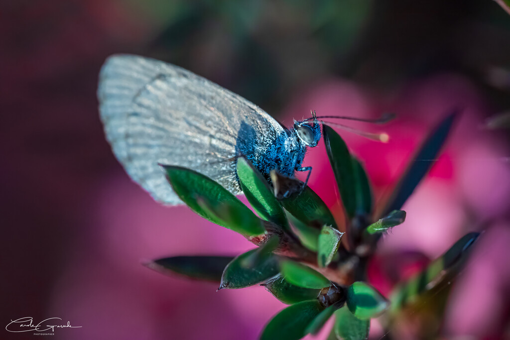 Common Blue Butterfly by yorkshirekiwi
