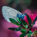 Common Blue Butterfly