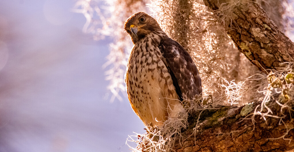 Red Shouldered Hawk! by rickster549