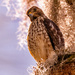 Red Shouldered Hawk!