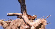 18th Mar 2025 - Osprey on the Nest!
