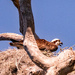 Osprey on the Nest!