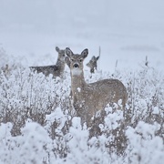 18th Feb 2025 - February Whitetails In The Snow